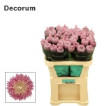 Chrysanthemum Krüsanteem BL Couture 120gr*10