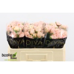 Kobarroos 50cm Keijsers Coral