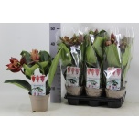 Medinilla Korallpõõsas dolce rossa 14cm