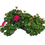 Pelargonium zona dolce vita mia dm purple eye 10,5cm