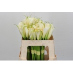Zantedeschia Kalla ae Eydolls White 50cm