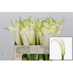 Zantedeschia Kalla ae Eydolls White 50cm