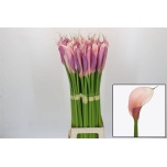 Zantedeschia Kalla Eydolls Purple Pink 90cm