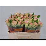 Roos 50cm Lovely Ambiance