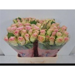 Roos 60cm Lovely Ambiance