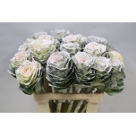 Brassica Kapsas paint 60cm