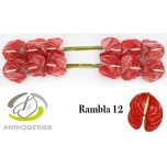 Anthurium Flamingolill Rambla