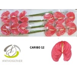 Anthurium Flamingolill Caribo