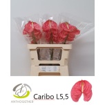 Anthurium Flamingolill Caribo