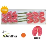 Anthurium Caribo