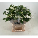 Bouvardia Buvardia Sparkles Imp 50cm