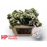 Bouvardia Buvardia Sparkles Imp 50cm