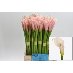Zantedeschia Kalla Eydolls Salmon 50cm