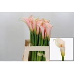 Zantedeschia Kalla Eydolls Salmon 60cm