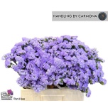 Limonium Parkjuur S Ana Blue 60cm