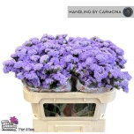 Limonium Parkjuur S Ana Blue 70cm