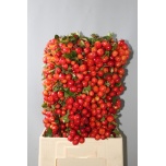 Malus red sentinel 80cm