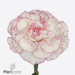 Dianthus Nelk ST Pastel Damascus*20