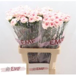 Dianthus Nelk ST Pastel Damascus*20