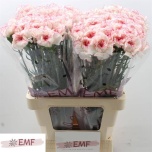Dianthus Nelk ST Pastel Damascus*20