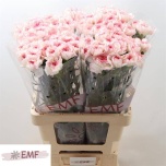 Dianthus Nelk ST Pastel Damascus*20