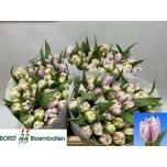 Tulp do Mystic Flame