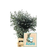 Eucalyptus gunnii azura per stem 150cm