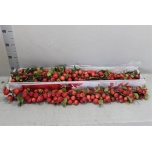 Malus Õunapuu oks 90cm