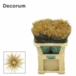 Chrysanthemum Krüsanteem BL Cipria Salmon 75gr*10