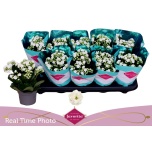 Kalanchoe Kalanhoe double menzel 10,5cm
