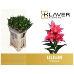 Lilium Liilia OR Toba 80cm