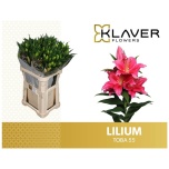 Lilium Liilia OR Toba 95cm