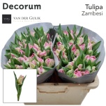 Tulp pa Zambesi
