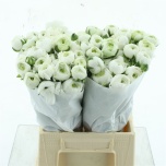 Ranunculus Tulikas Niveo