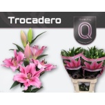 Lilium Liilia OT Trocadero 100cm