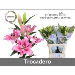 Lilium Liilia OR Trocadero 90cm