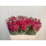 Matthiola Levkoi Jaxz Red 55cm
