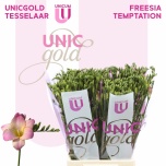 Freesia Temptation