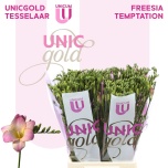 Freesia Temptation