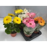 Gerbera overig 3+ 12cm