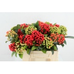 Skimmia Big Berry Green/Red 35cm (pk)