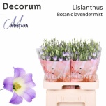 Eustoma Preeriakell Botanic Lilac Squash