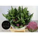 Tulp do Strawberry Cream
