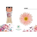Gerbera GS Honey Diamond*20