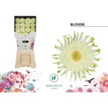 Gerbera KV Blondie*15