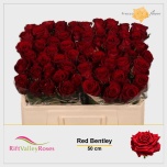 Roos 50cm Red Bentley
