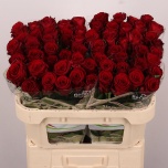 Roos 70cm Red Bentley