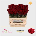 Roos 80cm Red Bentley