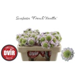 Scabiosa Tähtpea vanilla bon bon scoop 50cm