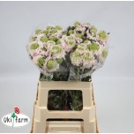 Scabiosa Tähtpea vanilla bon bon scoop 50-55cm